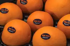 Fruit stickers on oranges